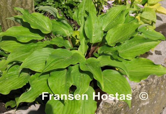 Hosta Chopsticks